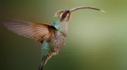 Colibrí ermitaño verde, fotografía de Kevin Ocampo Cuellar